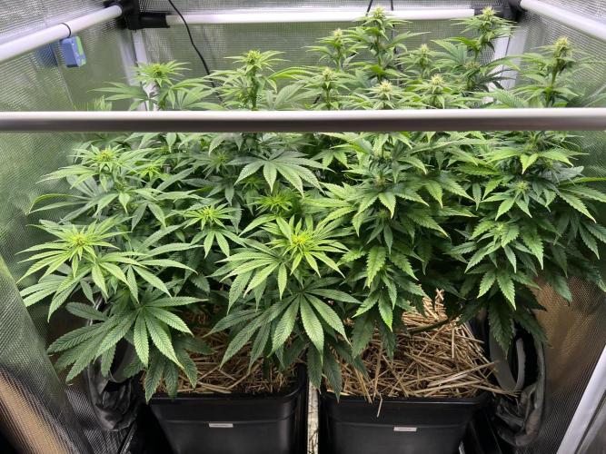 Apple Fritter. Week 8