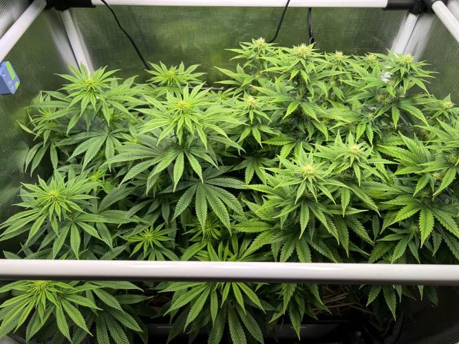 Apple Fritter. Week 8