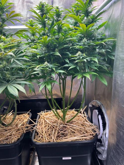 Apple Fritter. Week 9