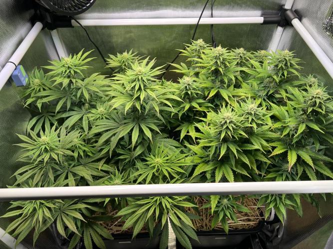 Royal Highness. Week 9