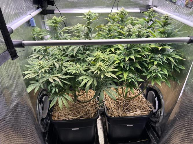 Royal Highness. Week 9
