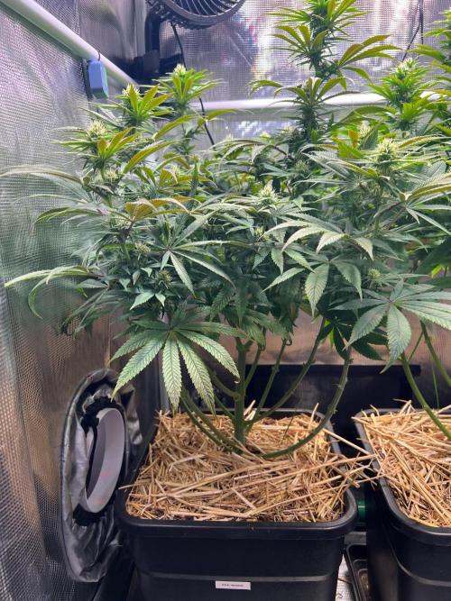Royal Highness. Week 9