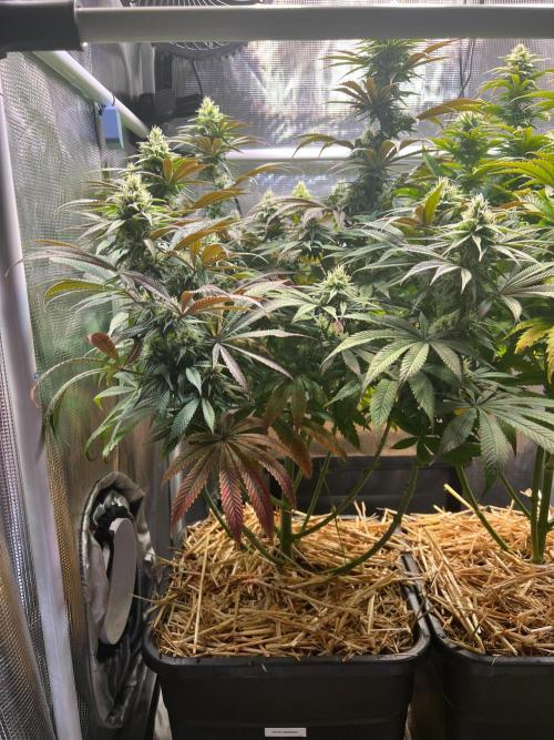 Royal Highness. Week 10