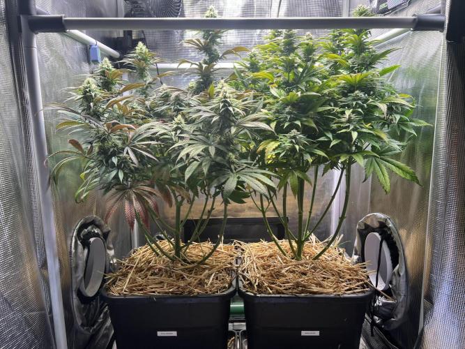 Royal Highness. Week 10