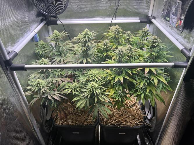 Royal Highness. Week 10