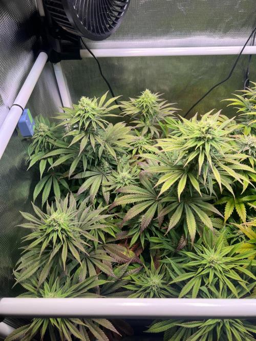 Royal Highness. Week 10