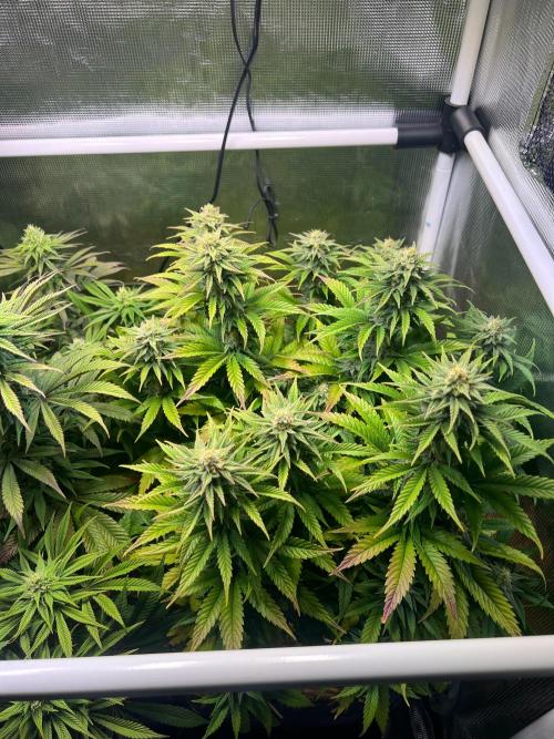 Apple Fritter. Week 10