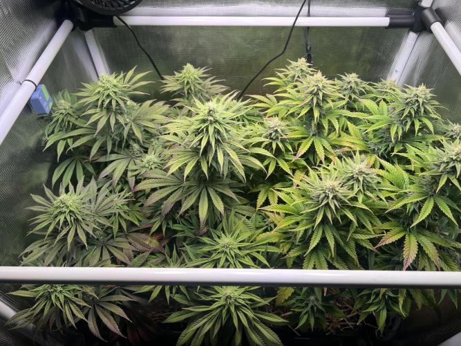 Apple Fritter. Week 10