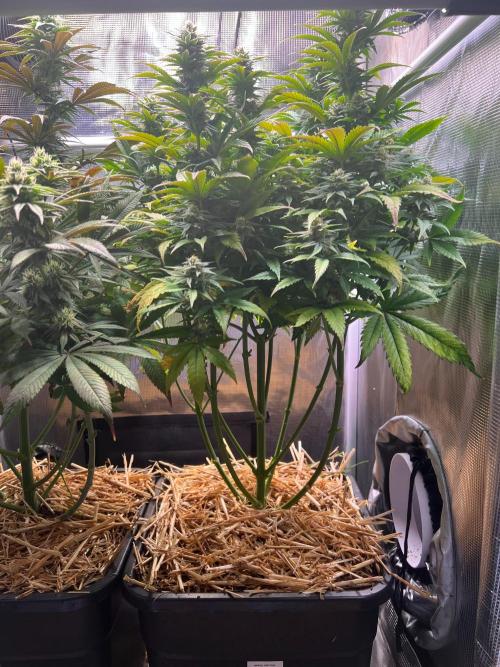 Apple Fritter. Week 10