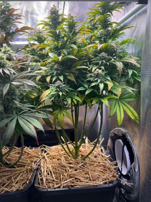 Apple Fritter. Week 11