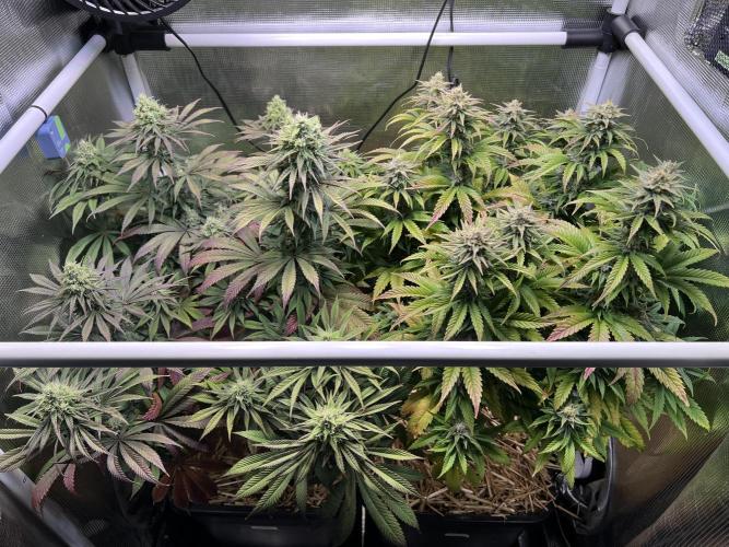 Apple Fritter. Week 11