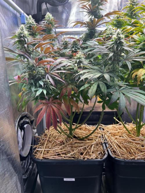 Royal Highness. Week 11