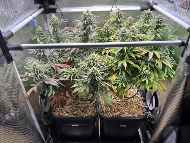 Royal Highness. Week 11