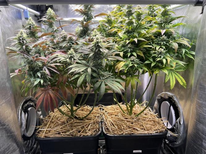 Royal Highness. Week 11