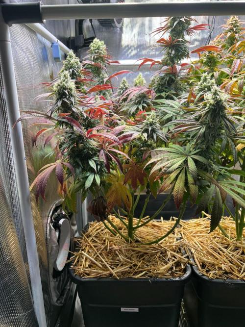 Royal Highness. Week 12