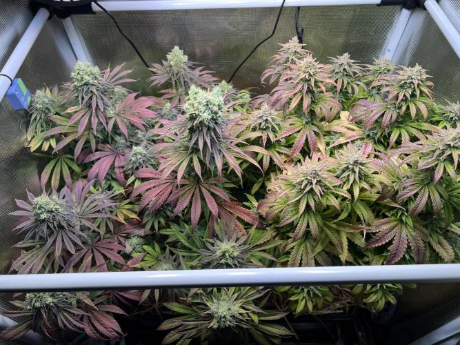 Royal Highness. Week 12