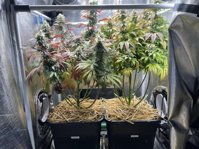 Royal Highness. Week 12