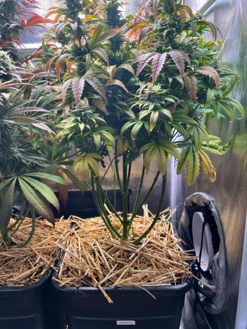 Apple Fritter. Week 12