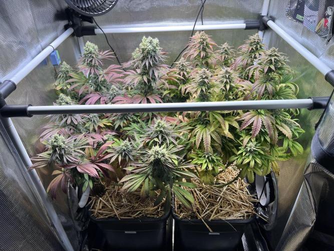 Apple Fritter. Week 12