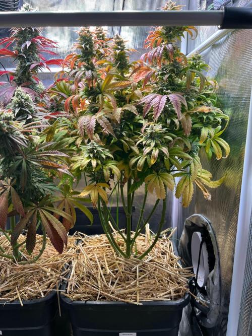Apple Fritter. Week 13