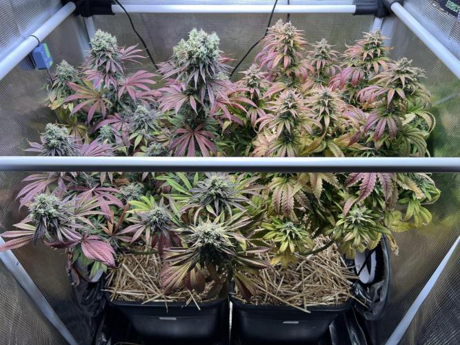 Apple Fritter. Week 13