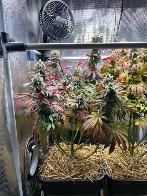 Royal Highness. Week 13