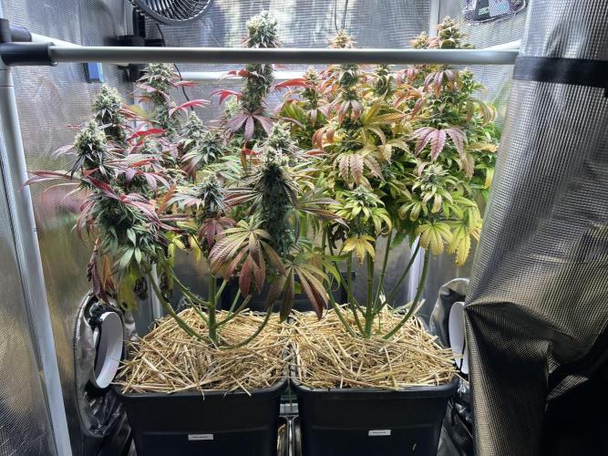 Royal Highness. Week 13