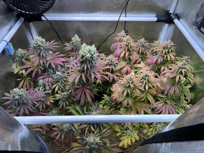 Royal Highness. Week 13