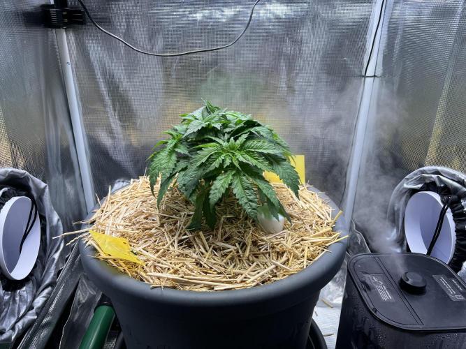 Strawberry Glue. Week 4