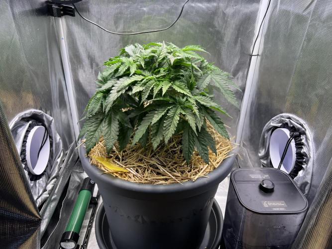 Strawberry Glue. Week 5