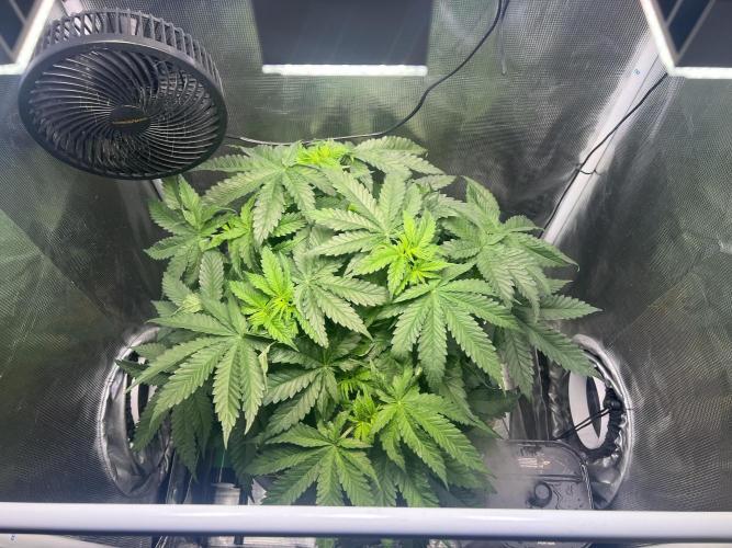 Strawberry Glue. Week 6