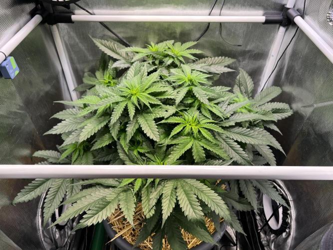 Strawberry Glue. Week 7