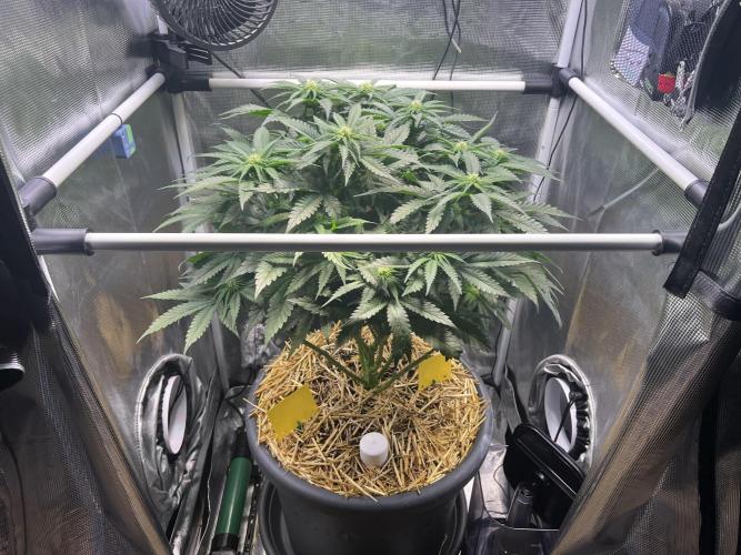 Strawberry Glue. Week 8