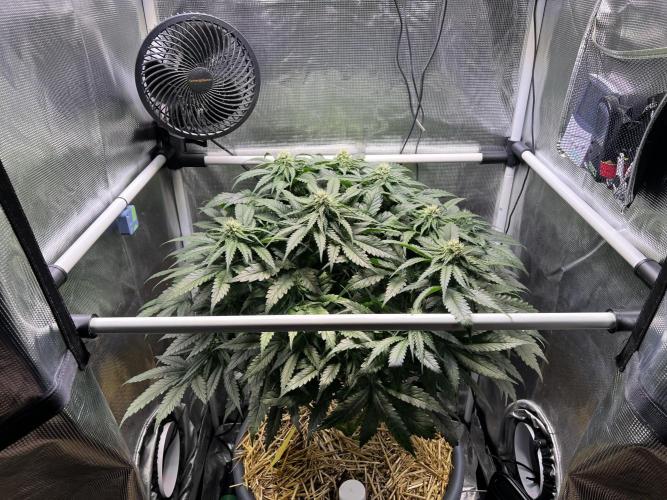 Strawberry Glue. Week 9