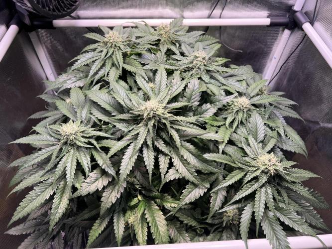Strawberry Glue. Week 10