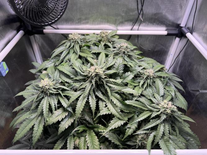 Strawberry Glue. Week 11