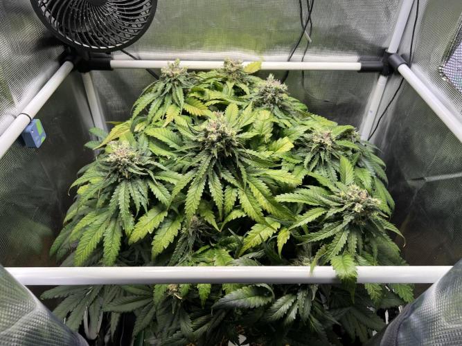 Strawberry Glue. Week 12