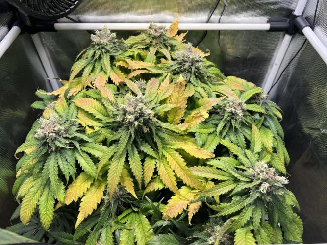 Strawberry Glue. Week 13
