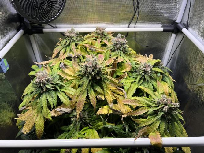 Strawberry Glue. Week 14