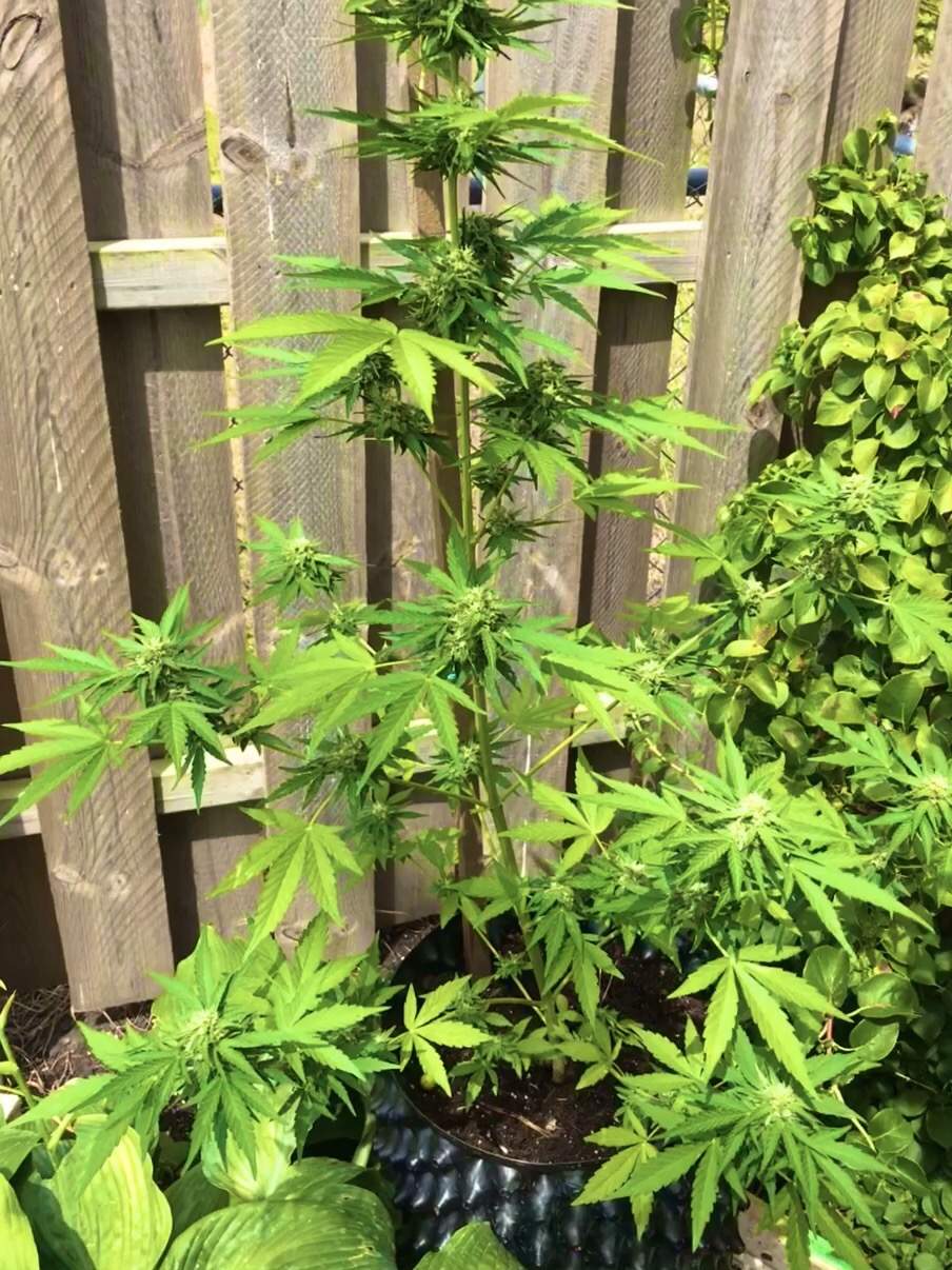 Auto Durban Poison 2 grow diary (journal) week9 by Growgirl1114