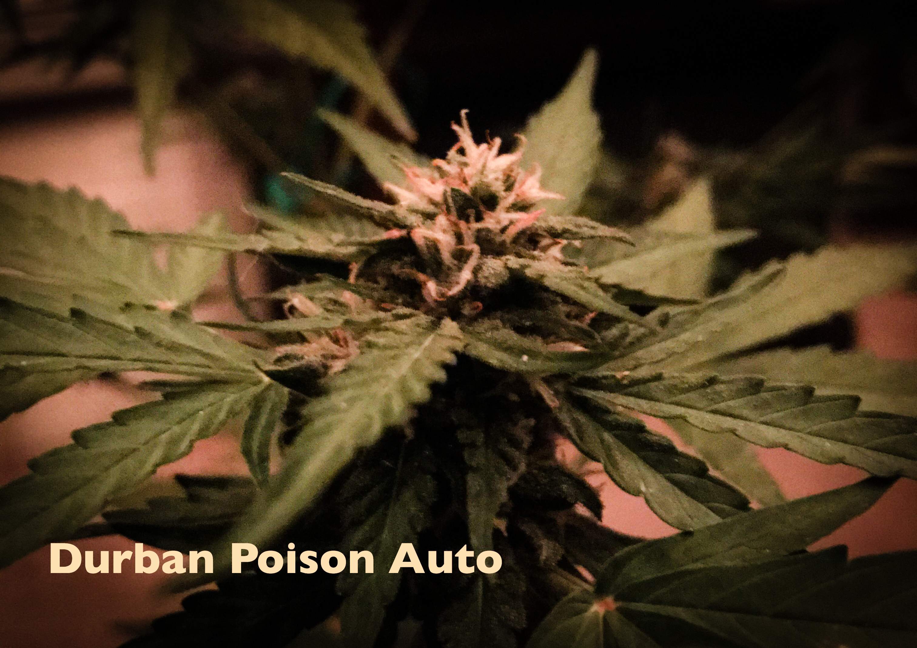 Auto Durban Poison 2 grow journal week9 by Growgirl1114 GrowDiaries