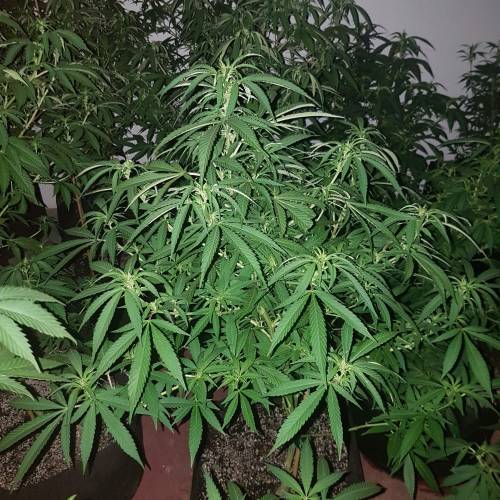 New Flower room test run. Week 2 - Girl scout Cookies by Cali connection. 