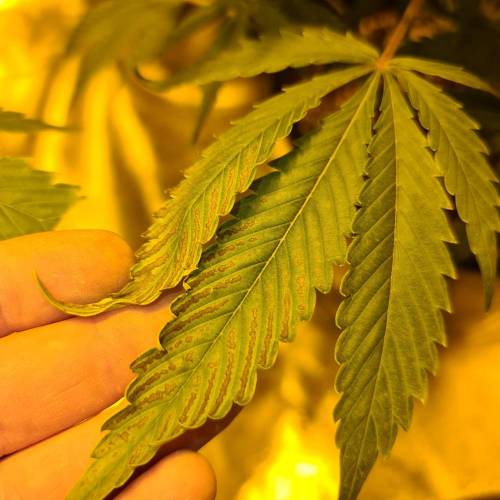 MrCannuk