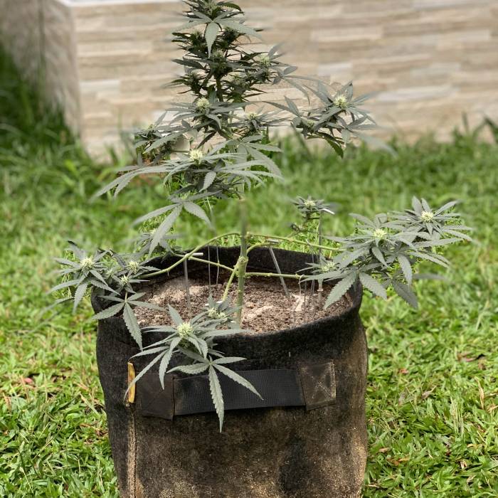 DIÁRIO DE CULTIVO JOHN WEED. Week 6