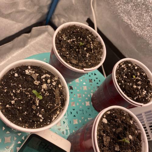 Wedding cheesecake . Week 1 - Day 2 7/30 all seeds have popped through. 