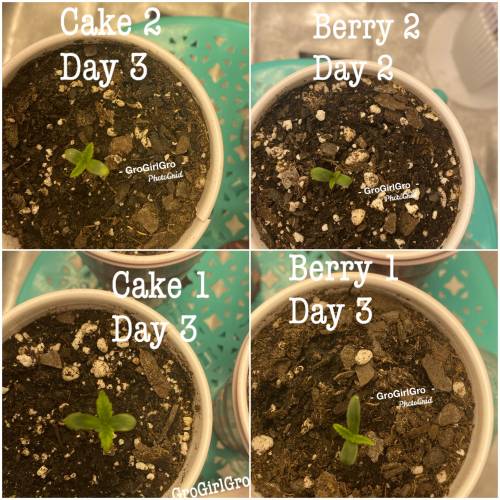 Wedding cheesecake . Week 1 - Day 3 7/31