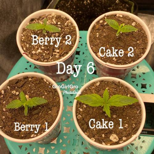 Wedding cheesecake . Week 1 - Day 6 8/3