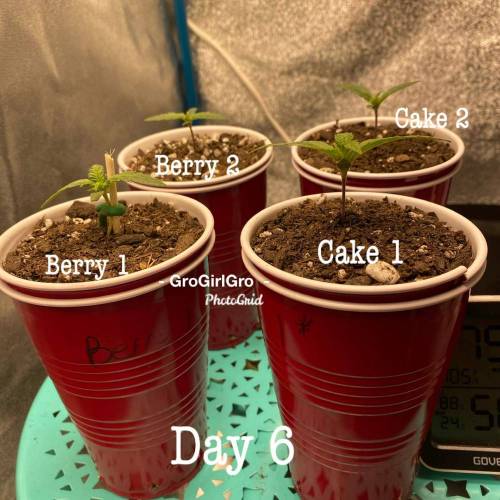 Wedding cheesecake . Week 1 - Day 6 8/3