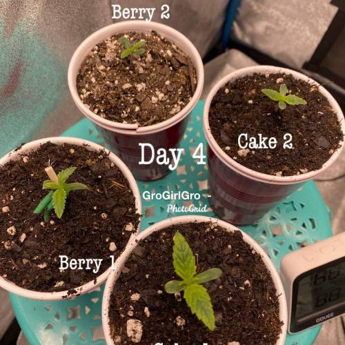 Wedding cheesecake . Week 1 - Day 4 8/1