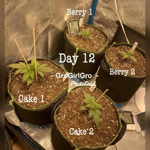 Wedding cheesecake . Week 2